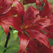 Azucena oriental 'Red Night'